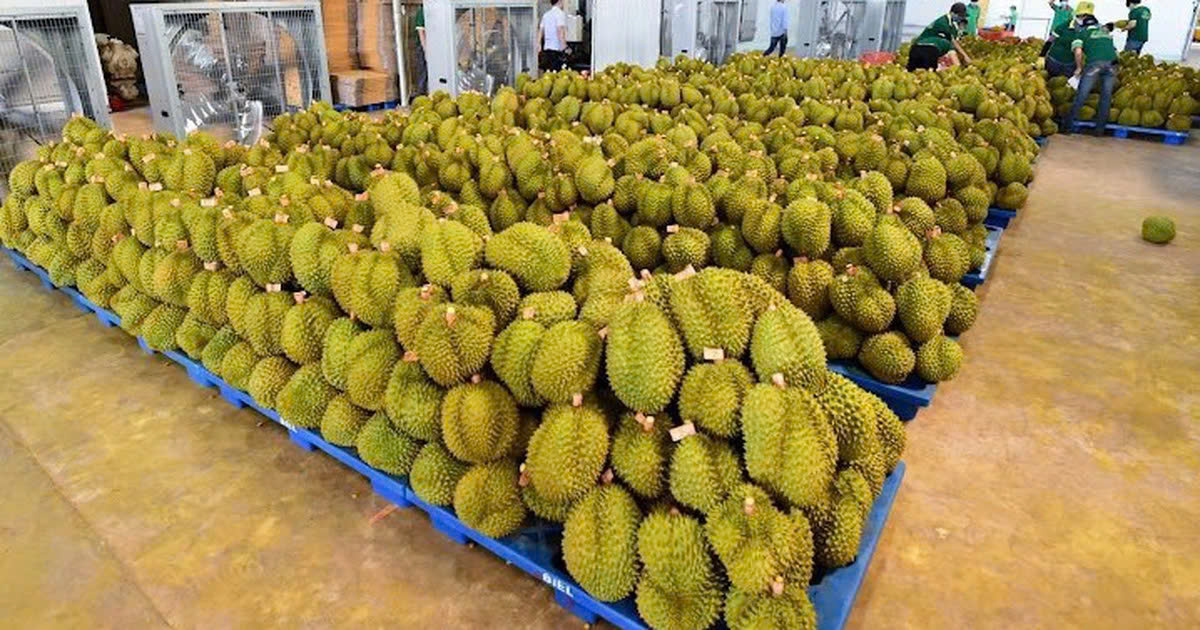 Sầu riêng xuất khẩu của Việt Nam nhận nhiều cảnh báo về vi phạm an toàn thực phẩm.